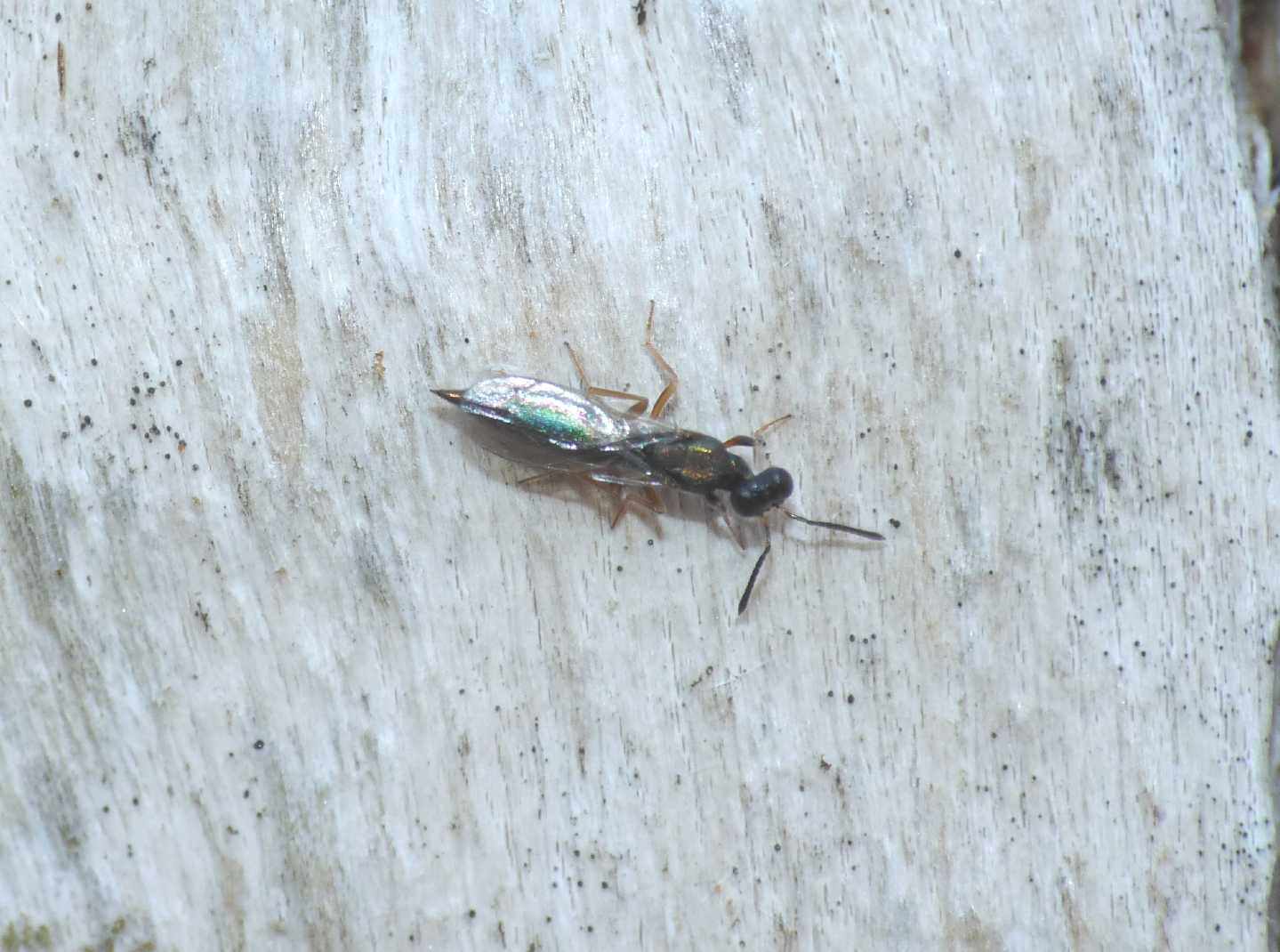 Piccolissimo imenottero su un pioppo (Chalcidoideo)